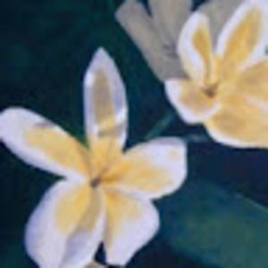 Meet your Posher, Bridget and will